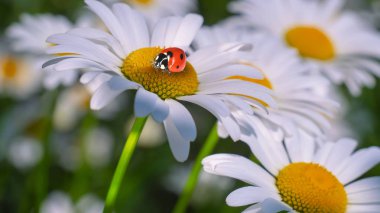 Bir yaz tarlasında papatya yakın çekim üzerinde Ladybug.