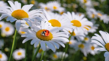 Bir yaz tarlasında papatya yakın çekim üzerinde Ladybug.