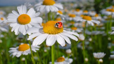 Bir yaz tarlasında papatya yakın çekim üzerinde Ladybug.
