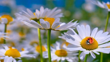 Bir yaz tarlasında papatya yakın çekim üzerinde Ladybug.