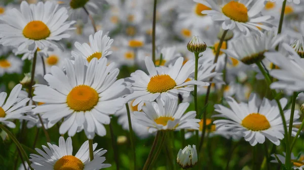 Yaz alanında chamomiles yakın çekim
