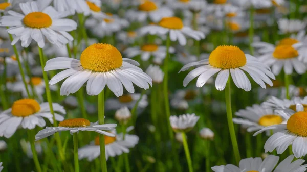 Yaz alanında chamomiles yakın çekim