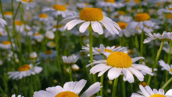 Yaz alanında chamomiles yakın çekim