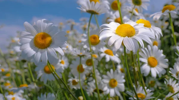 Chamomiles Summer Field Close — Stock Photo, Image