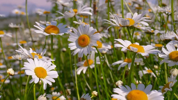 Chamomiles Dans Champ Été Close — Photo