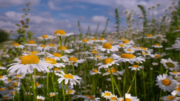 Chamomiles Summer Field Close — Stock Photo, Image