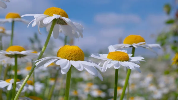 Camomille Nel Campo Estivo Primo Piano — Foto Stock