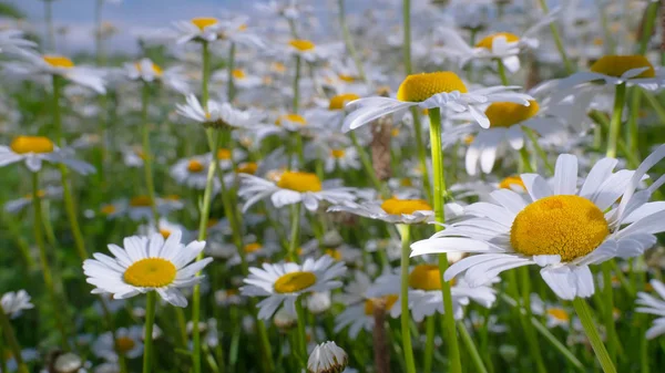 Chamomiles Letním Poli Zblízka — Stock fotografie