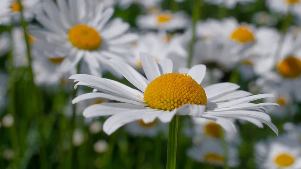 Chamomiles Summer Field Close — Stock Photo, Image