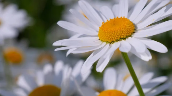 Chamomiles Summer Field Close — Stock Photo, Image