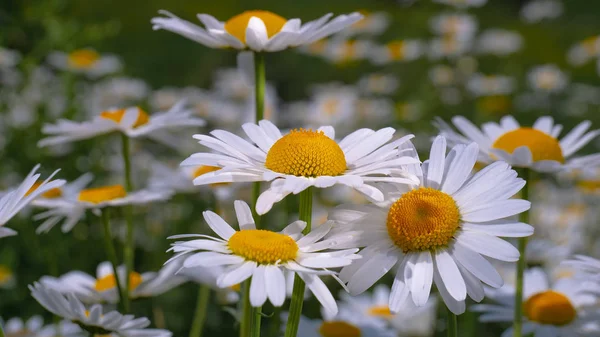 Chamomiles Summer Field Close — Stock Photo, Image