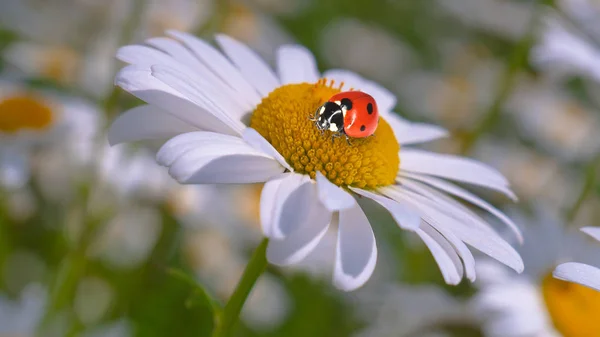 Marienkäfer Auf Einer Kamille Großaufnahme Auf Einem Sommerfeld — Stockfoto