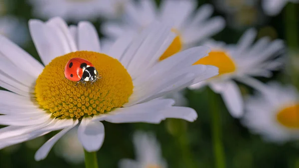 Marienkäfer Auf Einer Kamille Großaufnahme Auf Einem Sommerfeld — Stockfoto