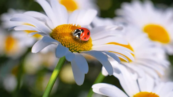 Marienkäfer Auf Einer Kamille Großaufnahme Auf Einem Sommerfeld — Stockfoto