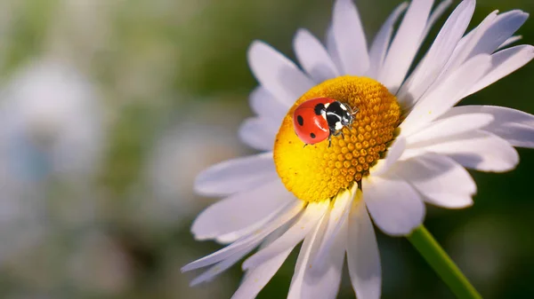 Marienkäfer Auf Einer Kamille Großaufnahme Auf Einem Sommerfeld — Stockfoto