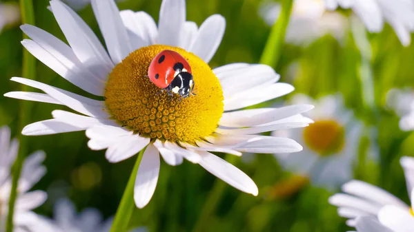 Marienkäfer Auf Einer Kamille Großaufnahme Auf Einem Sommerfeld — Stockfoto