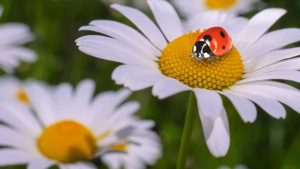 Ladybug Camomile Close Summer Field — Stock Photo, Image
