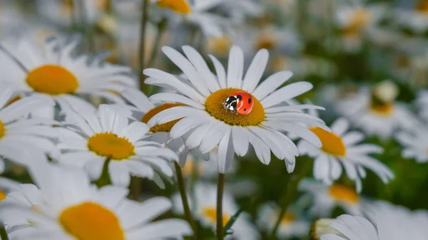 Marienkäfer Auf Einer Kamille Großaufnahme Auf Einem Sommerfeld — Stockfoto