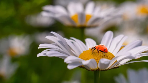 Marienkäfer Auf Einer Kamille Großaufnahme Auf Einem Sommerfeld — Stockfoto