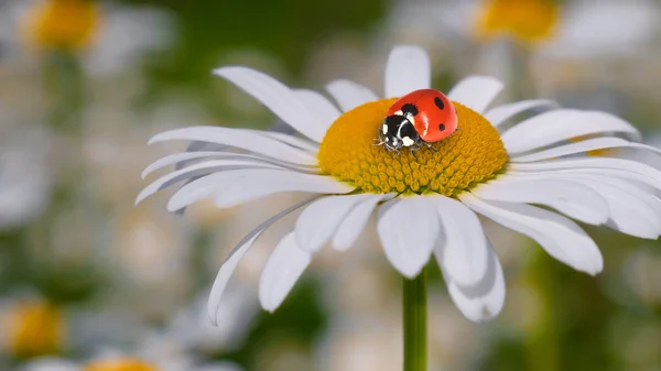 Marienkäfer Auf Einer Kamille Großaufnahme Auf Einem Sommerfeld — Stockfoto