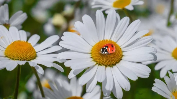 Marienkäfer Auf Einer Kamille Großaufnahme Auf Einem Sommerfeld — Stockfoto