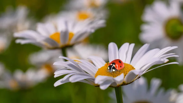 Marienkäfer Auf Einer Kamille Großaufnahme Auf Einem Sommerfeld — Stockfoto