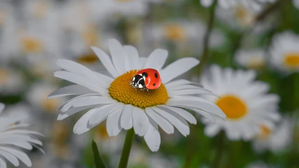 Marienkäfer Auf Einer Kamille Großaufnahme Auf Einem Sommerfeld — Stockfoto