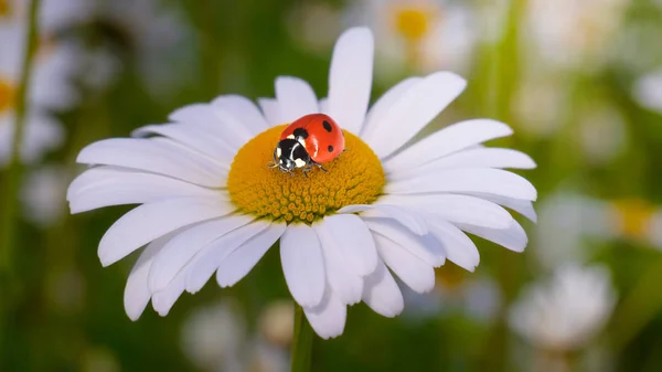 Marienkäfer Auf Einer Kamille Großaufnahme Auf Einem Sommerfeld — Stockfoto