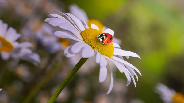 Marienkäfer Auf Einer Kamille Großaufnahme Auf Einem Sommerfeld — Stockfoto