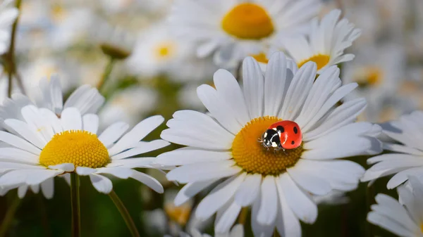 Marienkäfer Auf Einer Kamille Großaufnahme Auf Einem Sommerfeld — Stockfoto