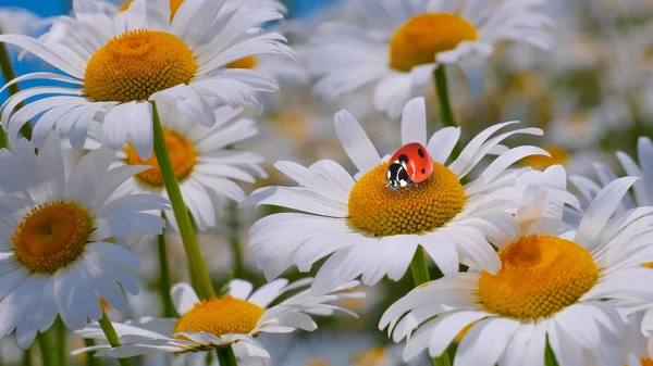 Bir yaz tarlasında papatya yakın çekim üzerinde Ladybug.