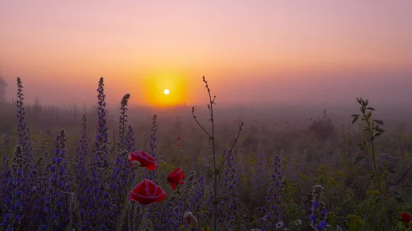 Красный Дикий Цветок Мака Поле Рассвете — стоковое фото