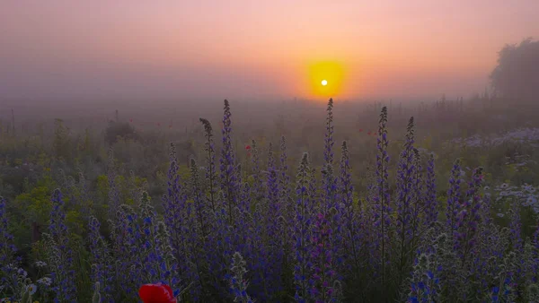 Красный Дикий Цветок Мака Поле Рассвете — стоковое фото