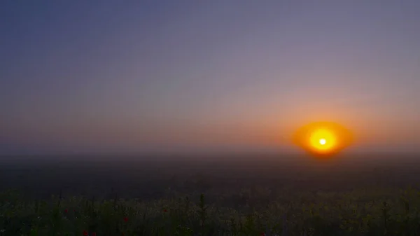 Rode Wilde Poppy Bloem Een Veld Bij Zonsopgang — Stockfoto