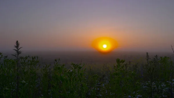 Czerwony Dziki Kwiat Maku Polu Wschodzie Słońca — Zdjęcie stockowe