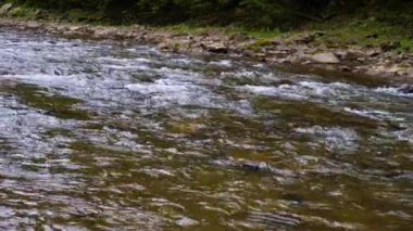 Yazın dağlarda bir dağ nehrinin kaynayan suları