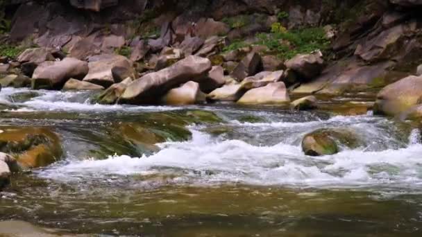 Água Fervente Rio Montanha Nas Montanhas Verão — Vídeo de Stock