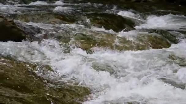 Siedendes Wasser Eines Gebirgsflusses Den Bergen Sommer — Stockvideo