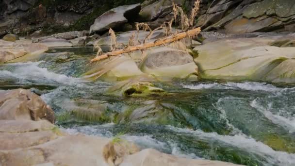 Agua Hirviendo Del Río Montañoso Las Montañas Verano — Vídeos de Stock