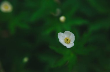  Bir eşek arısı çilek çiçeğinden polen toplar. Eşek arısı küçük beyaz bir çiçekten polen topluyor.