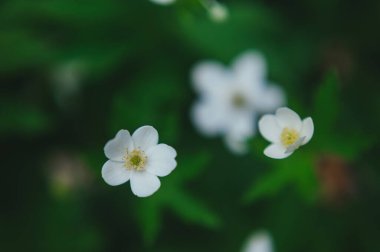  Bir eşek arısı çilek çiçeğinden polen toplar. Eşek arısı küçük beyaz bir çiçekten polen topluyor.