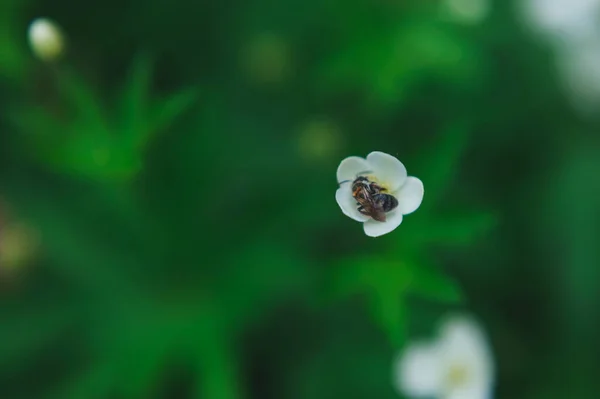 Eine Wespe sammelt Pollen von einer Erdbeerblüte. Wespe sammelt Pollen von einer kleinen weißen Blume — Stockfoto