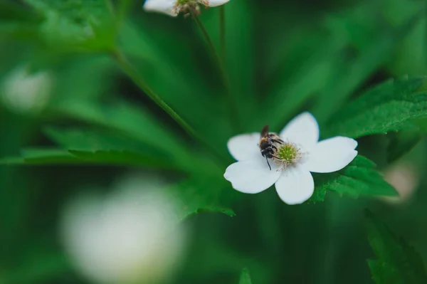 Eine Wespe sammelt Pollen von einer Erdbeerblüte. Wespe sammelt Pollen von einer kleinen weißen Blume — Stockfoto