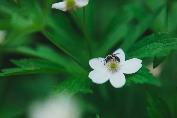 Eine Wespe sammelt Pollen von einer Erdbeerblüte. Wespe sammelt Pollen von einer kleinen weißen Blume — Stockfoto