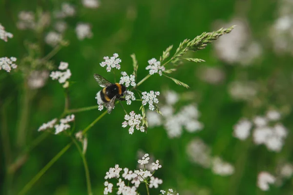ミツバチはアントシアニンシルベストリスから花粉を収集します。小さな白い花から花粉を集め — ストック写真