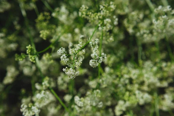 Anthriscus sylvestris weiß auf der Wiese — Stockfoto