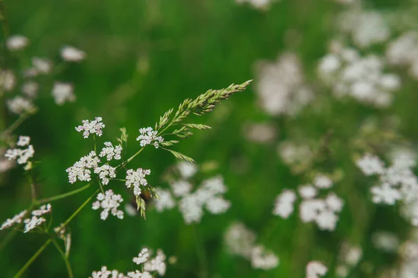 Anthriscus Sylvestris çayırda beyaz — Stok fotoğraf