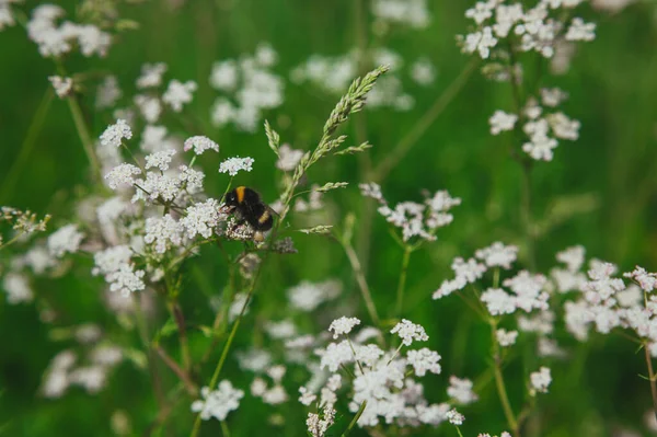 Eine Biene sammelt Pollen von einem Anthriscus sylvestris. Biene sammelt Pollen von einer kleinen weißen Blume — Stockfoto