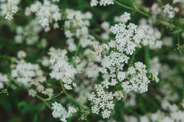 Anthriscus sylvestris weiß auf der Wiese — Stockfoto