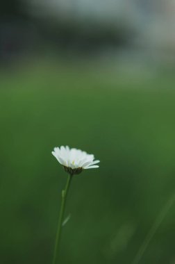  Bulanık yeşil çimlerde bir papatya